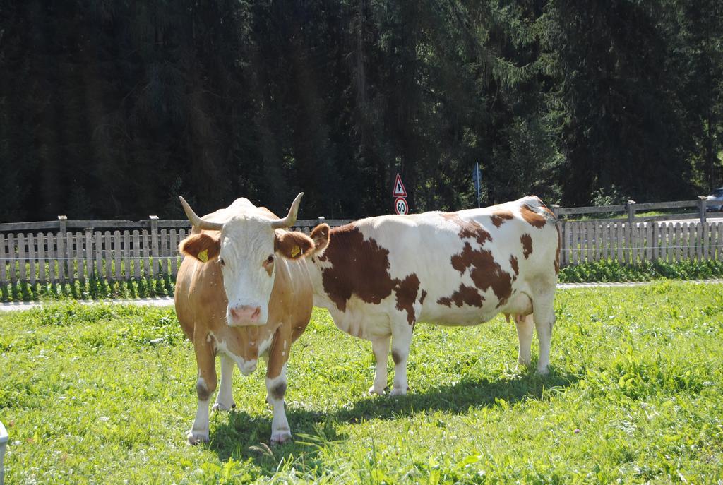 Trogerhof Lägenhet Toblach Exteriör bild