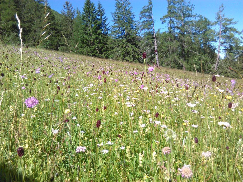 Trogerhof Lägenhet Toblach Exteriör bild