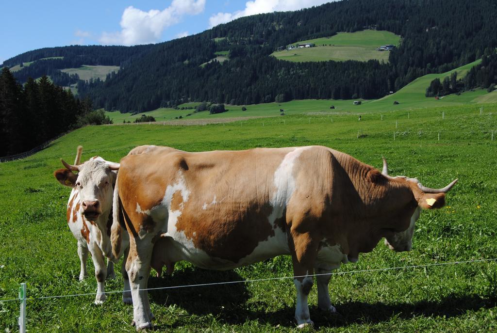 Trogerhof Lägenhet Toblach Exteriör bild